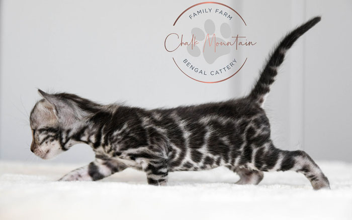 Bengal Kitten For Sale